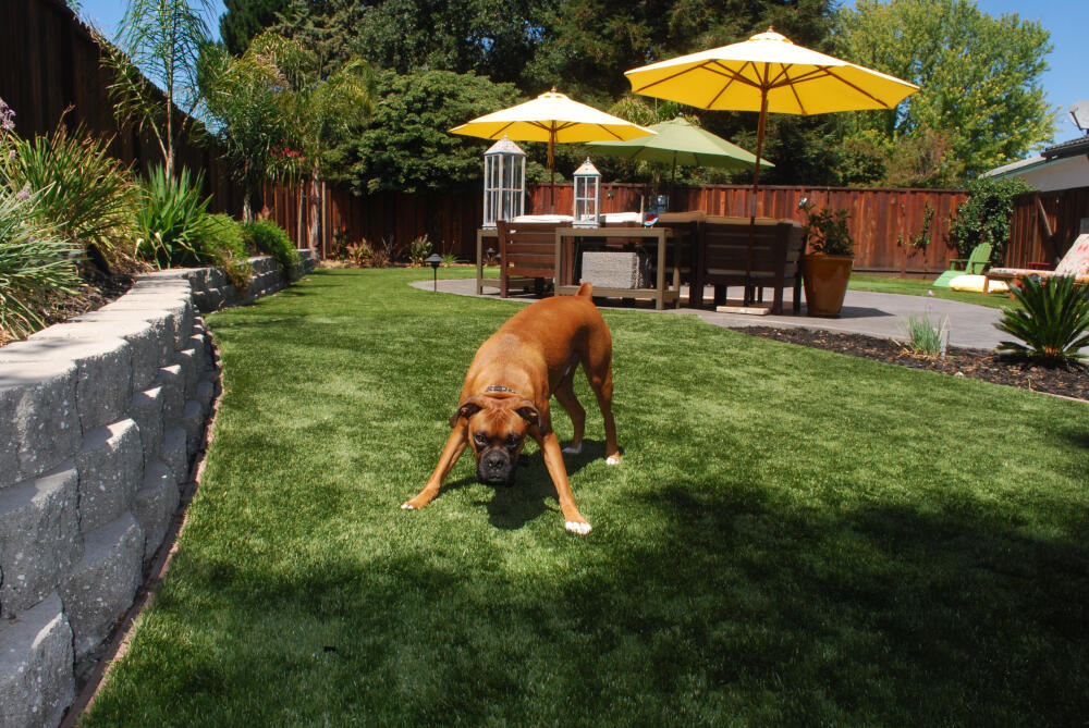 Naperville pet turf